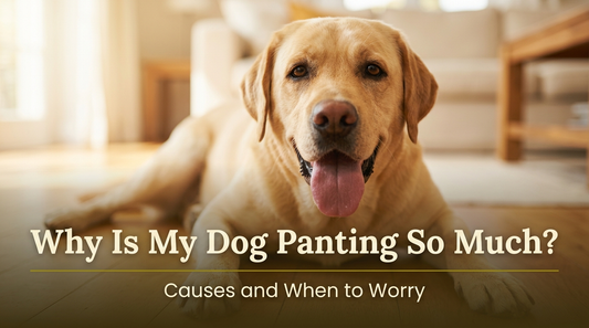 Why Is My Dog Panting So Much? Causes and When to Worry